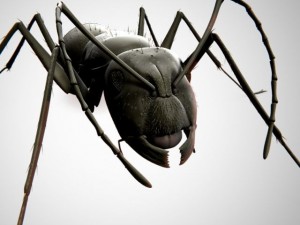 ant 3D Модель