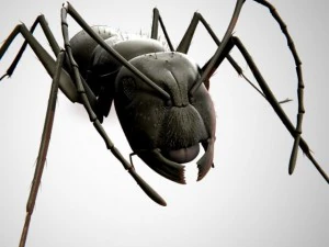 ant 3D Model