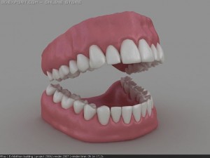 3d dentition Modelo 3D