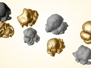 popcorn kernels 3D Model