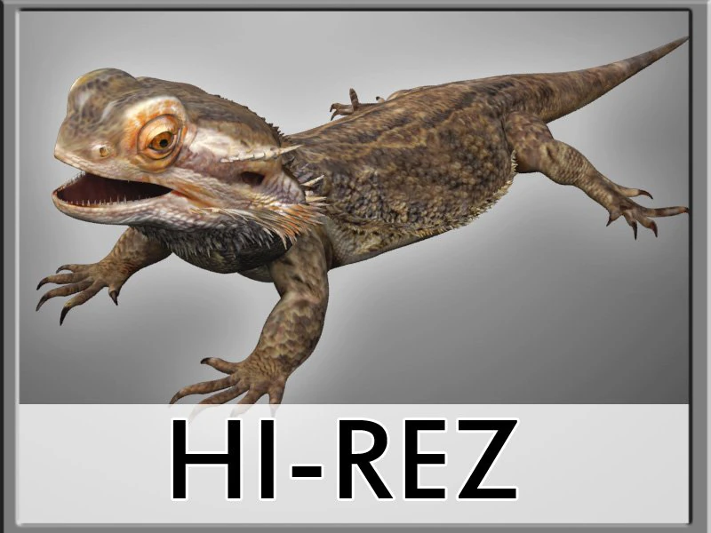 animal de estima&ccedil;&atilde;o lagarto drag&atilde;o barbudo Modelo 3D .c4d .max .obj .3ds .fbx .stl .blend 