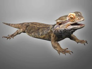 animal de estima&ccedil;&atilde;o lagarto drag&atilde;o barbudo Modelo 3D