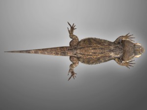 bearded dragon lizard pet Modèle 3D