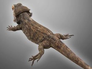 bearded dragon lizard pet Modèle 3D