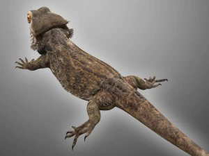 animal de estima&ccedil;&atilde;o lagarto drag&atilde;o barbudo Modelo 3D