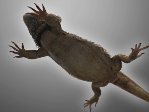 bearded dragon lizard pet Modèle 3D