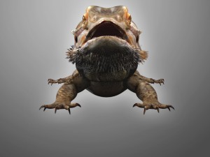 bearded dragon lizard pet Modèle 3D