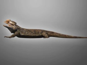 animal de estima&ccedil;&atilde;o lagarto drag&atilde;o barbudo Modelo 3D