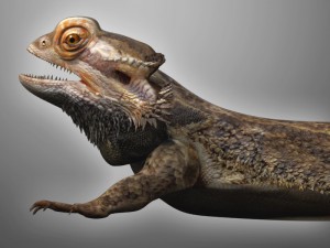bearded dragon lizard pet Modèle 3D