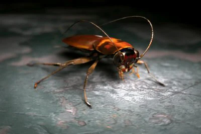 cockroach 3D Model .c4d .max .obj .3ds .fbx .stl .blend 