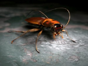 cockroach 3Dモデル