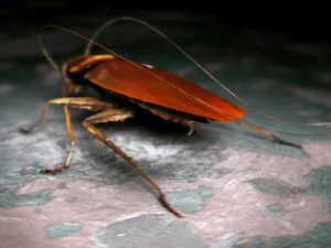 cockroach 3D Model