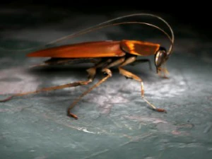 cockroach 3D Model