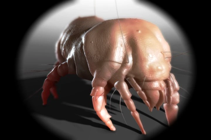 dust mite 3D Model .c4d .max .obj .3ds .fbx .stl .blend 