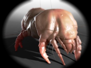 dust mite 3Dモデル