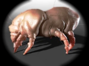 dust mite 3D Model
