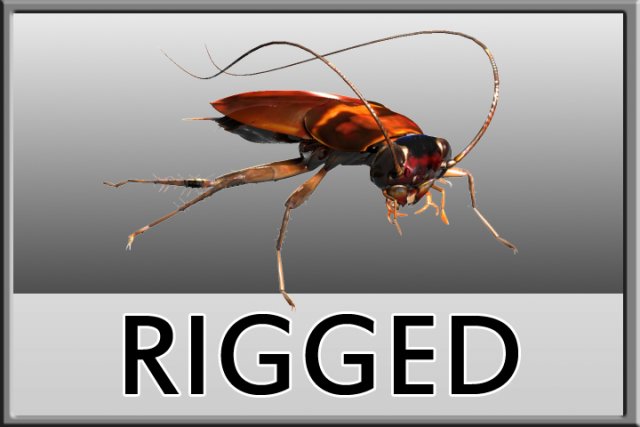 cockroach rigged 3D Model .c4d .max .obj .3ds .fbx .stl .blend 