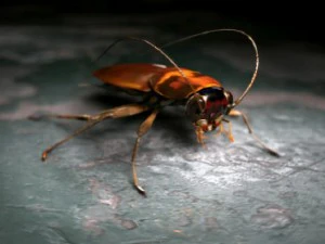 cockroach rigged 3D Model