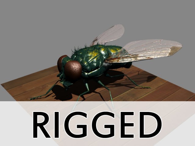 fly rigged 3D Model .c4d .max .obj .3ds .fbx .stl .blend 