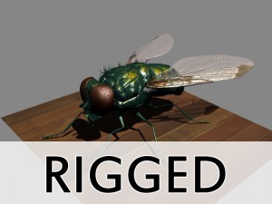 fly rigged 3Dモデル