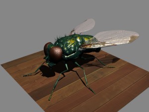 fly rigged 3D Model
