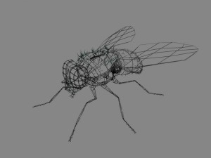 fly rigged 3D Model