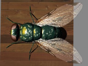 fly rigged 3D Model