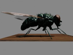fly rigged 3D Model