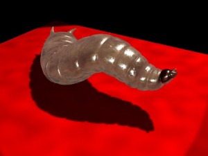 maggot rigged 3D Модель