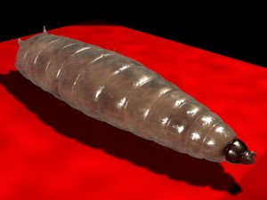maggot rigged 3D Модель