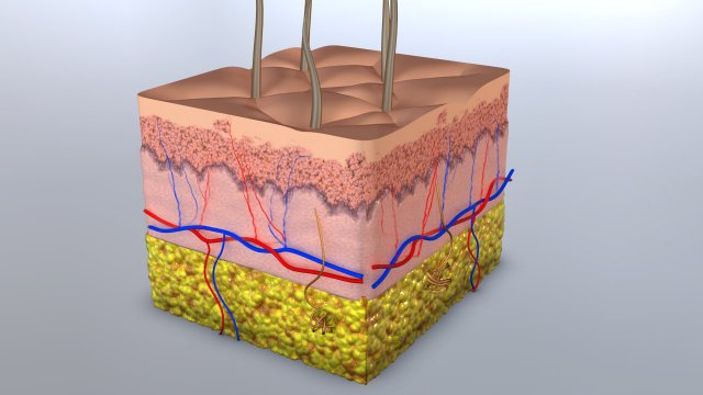 skin cross-section 3D Модель .c4d .max .obj .3ds .fbx .stl .blend 