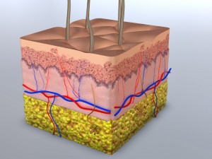 skin cross-section 3Dモデル