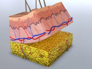 skin cross-section 3D Model