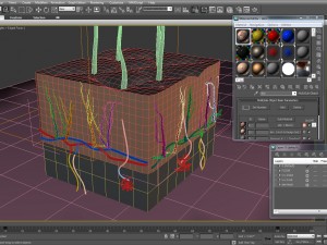 skin cross-section 3D Модель