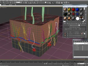 skin cross-section 3D Model