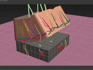 skin cross-section 3D Model