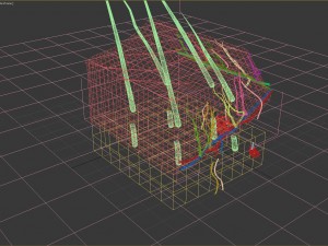 skin cross-section 3D Модель