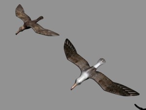 antarctic wildlife collection penguins chicks albatross Modelo 3D