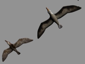 antarctic wildlife collection penguins chicks albatross Modelo 3D