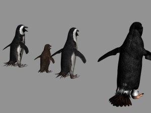 antarctic wildlife collection penguins chicks albatross Modelo 3D