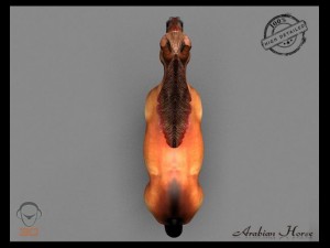 arabian horse Model 3D