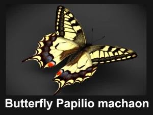 kupu-kupu papilio machaon Model 3D