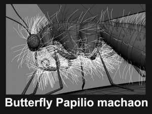 butterfly papilio machaon Modello 3D