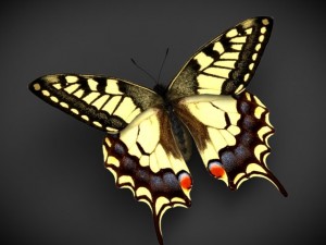 butterfly papilio machaon Modello 3D