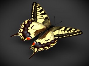 butterfly papilio machaon Modello 3D