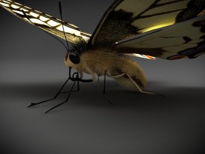 butterfly papilio machaon Modello 3D