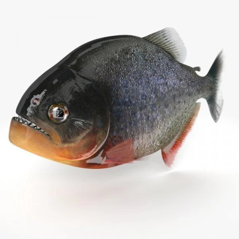 peixe piranha Modelo 3D .c4d .max .obj .3ds .fbx .stl .blend 