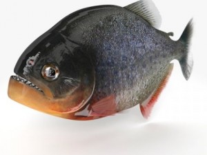 piranha fish 3Dモデル