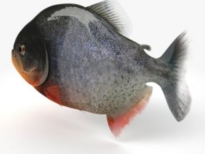 piranha fish 3D 모델