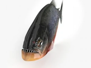 peixe piranha Modelo 3D